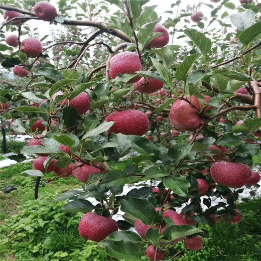 紅玉蘋果樹苗附近基地紅玉蘋果樹苗批發價格